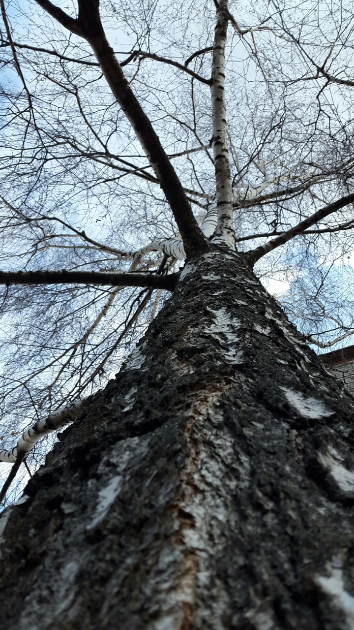 Birch Tree