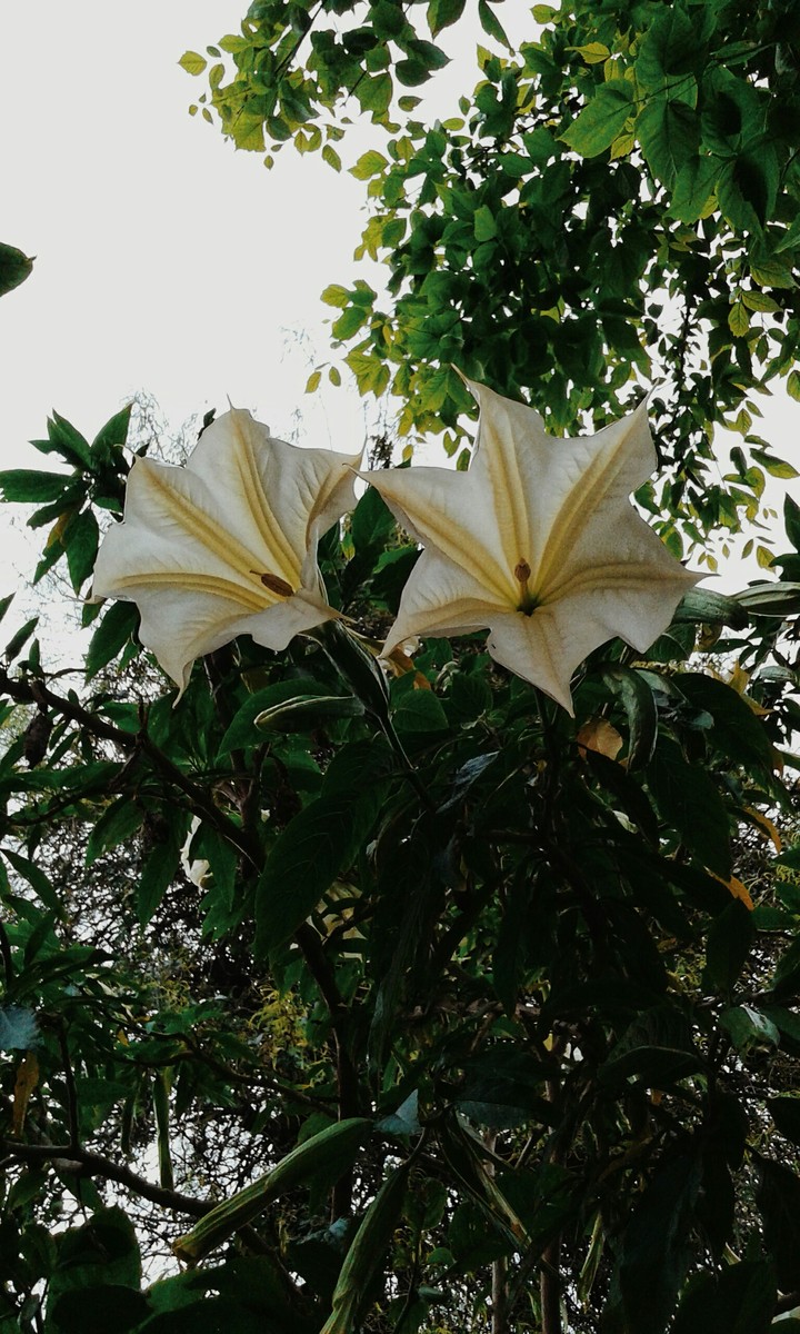 Flores