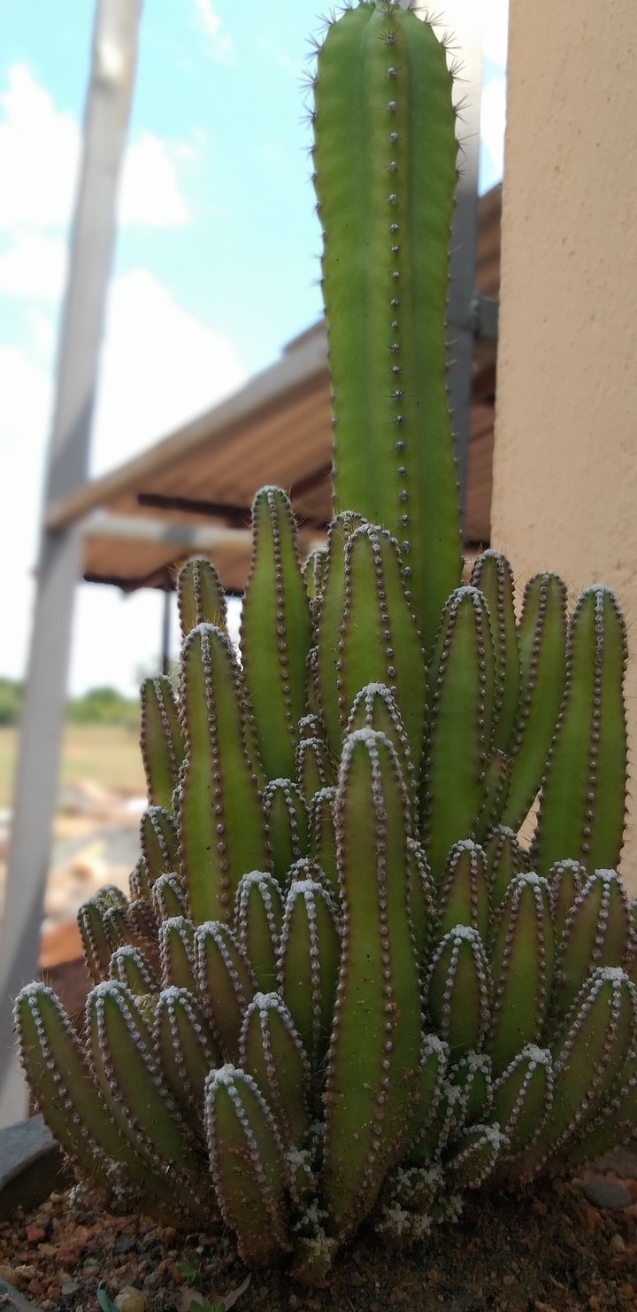 cactus2