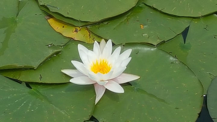 연꽃!