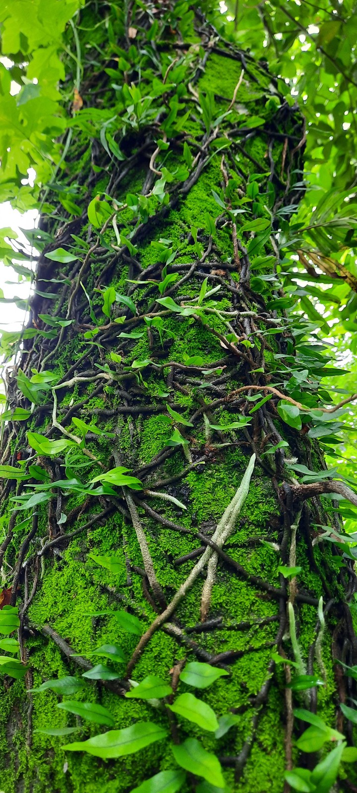 mata atlântica