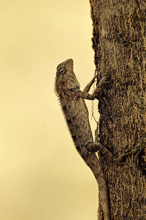 sfondi lacertids, lizard