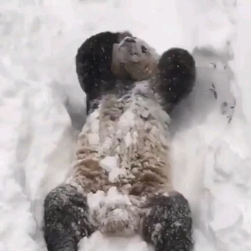 PLAY TIME WITH ☃️ PANDA