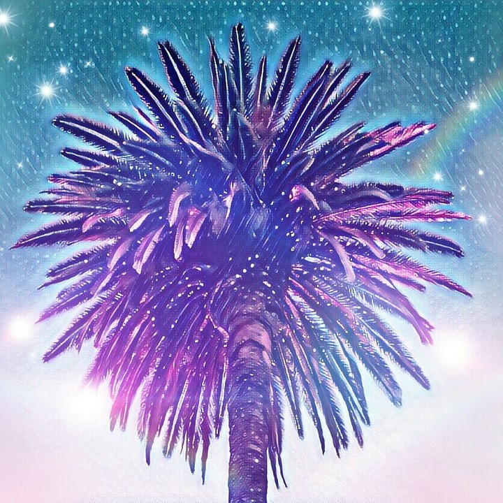 palm tree