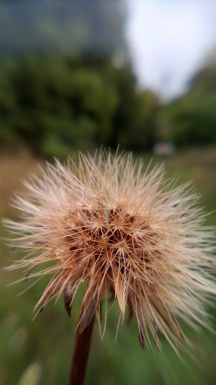 dandelion