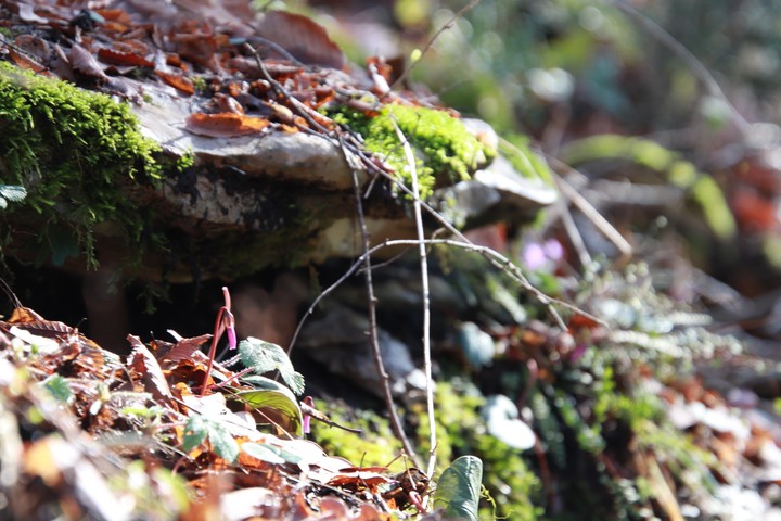 mountain flower