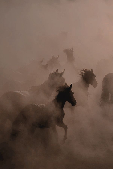 обои Livestock, mustang