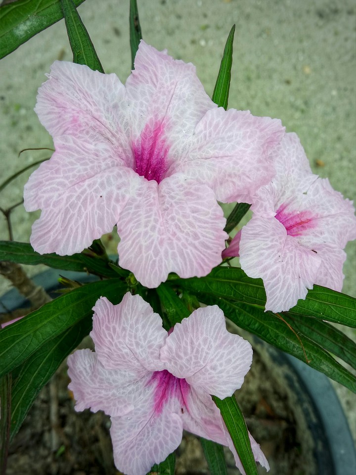 flower
