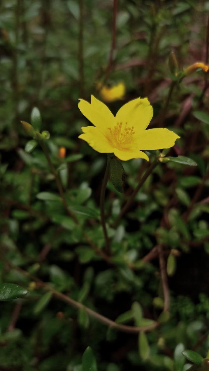 Small Yellow Flower