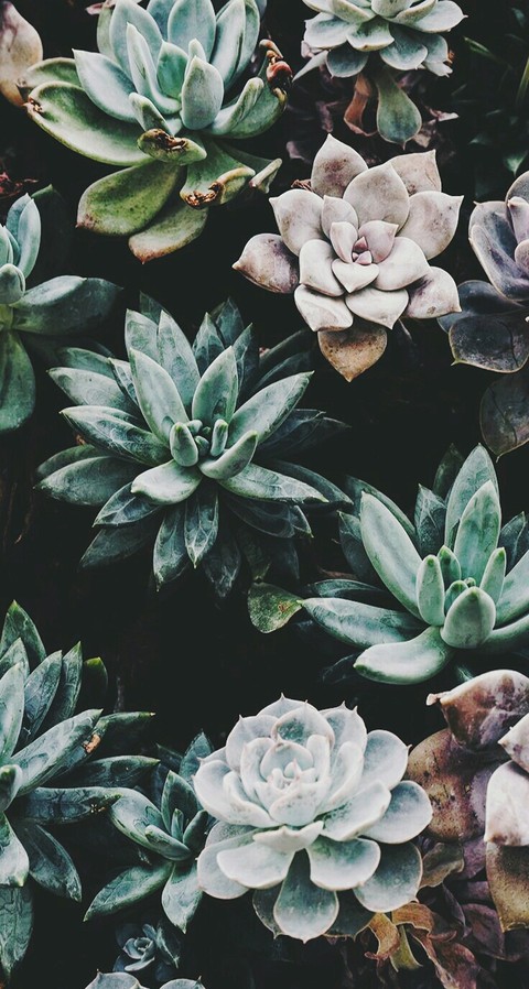 leaf, nature वॉलपेपर