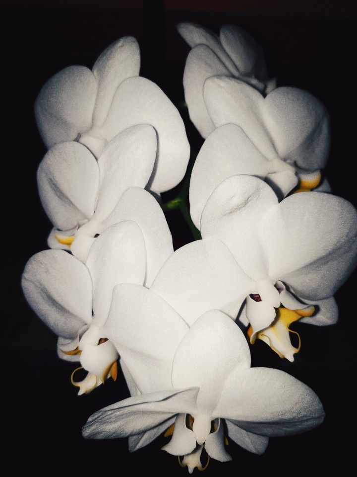 orchidea