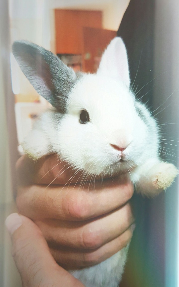 little rabbit