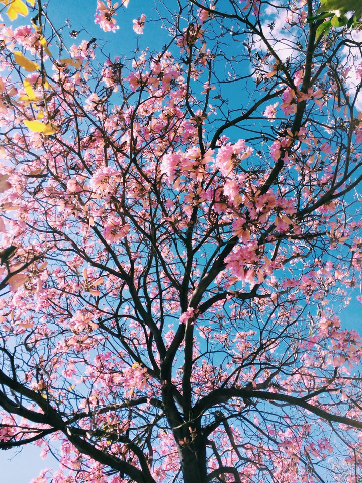 Beauty of the spring