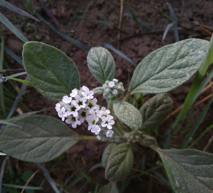flower White