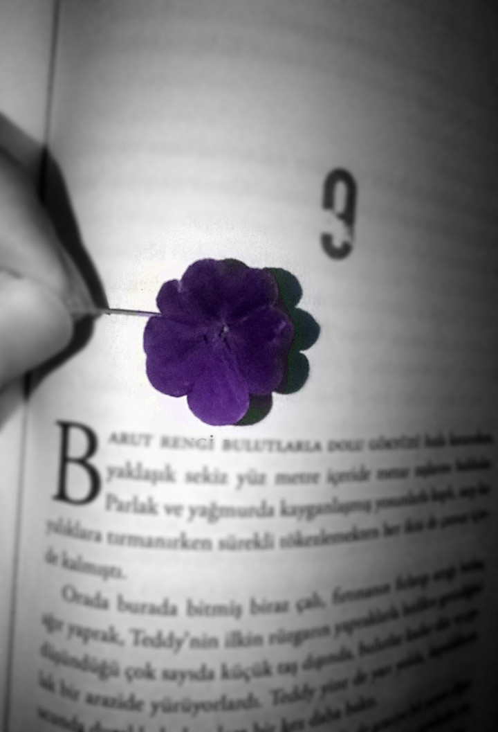 Four Leaf Clover