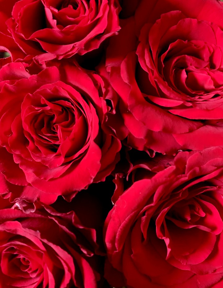 red roses