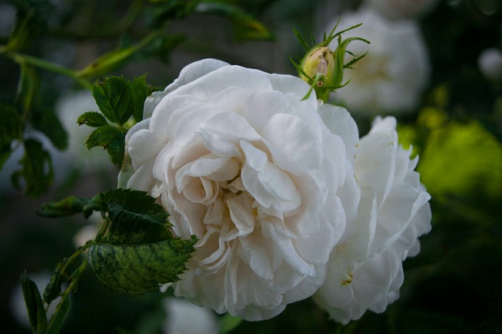 rose