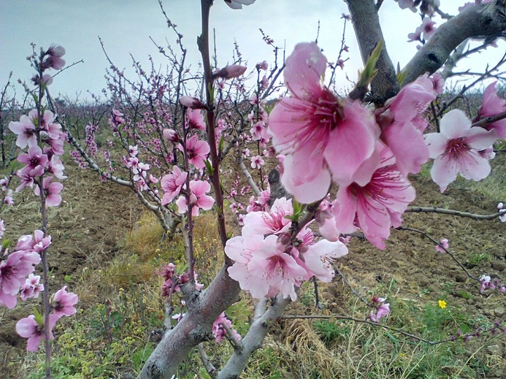 Flowers Peachs