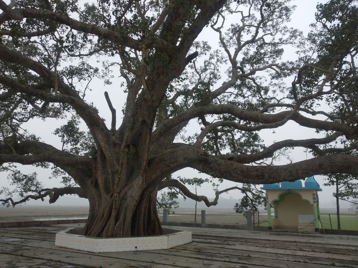 বট গাছ