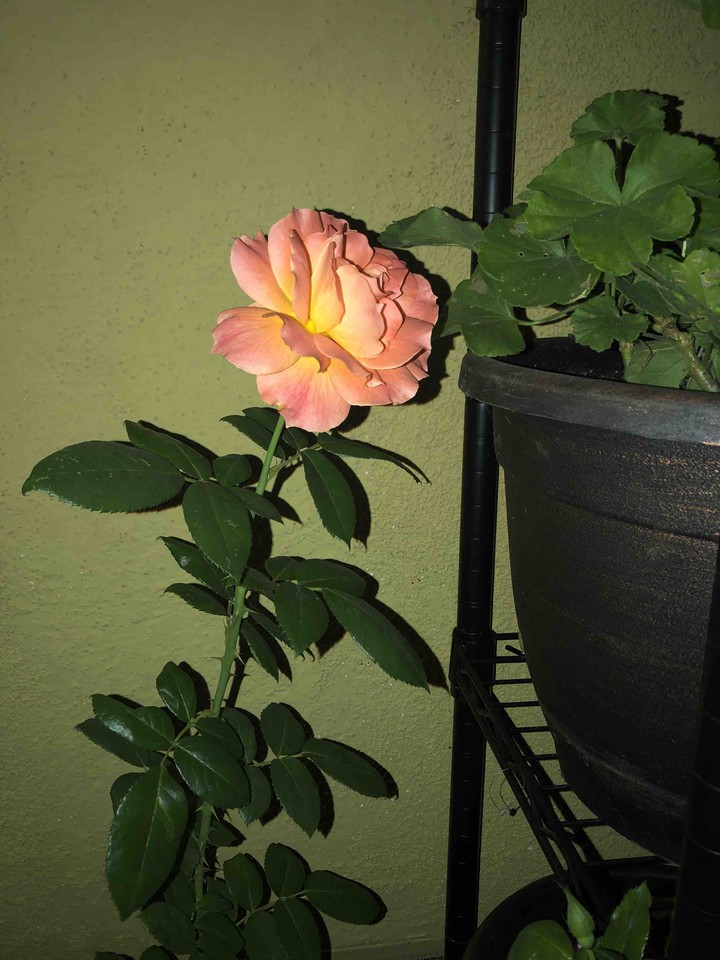 naranja