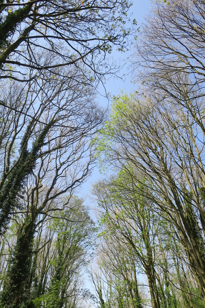 les arbres se rejoignent