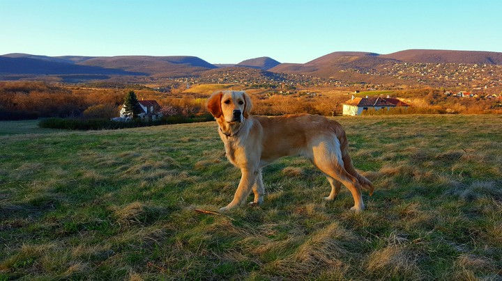 Sunny