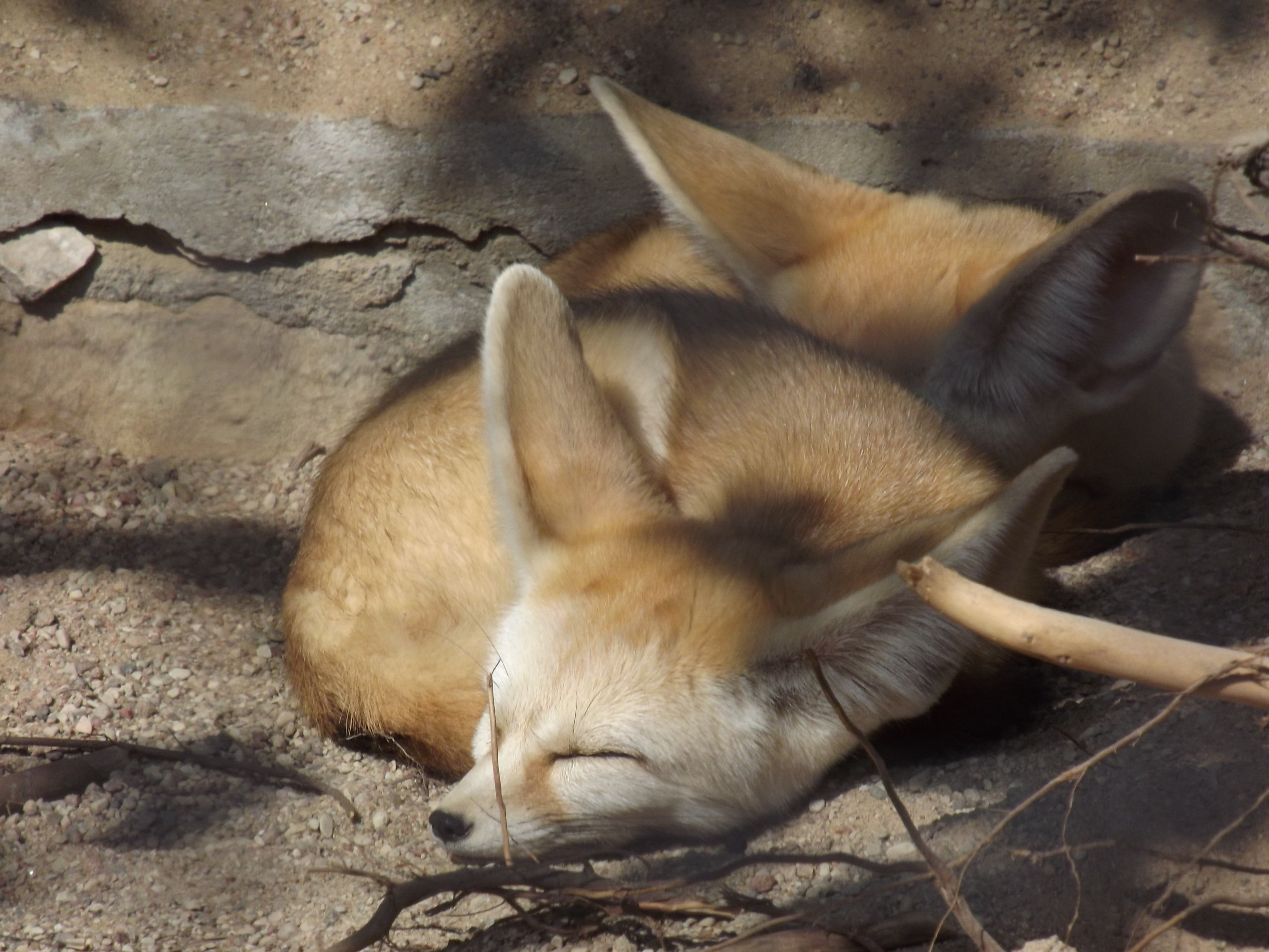 fonds d'écran wildlife, zoo