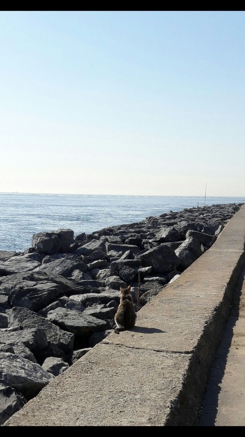 Lonely Cat