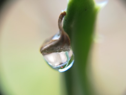 Little rain drop