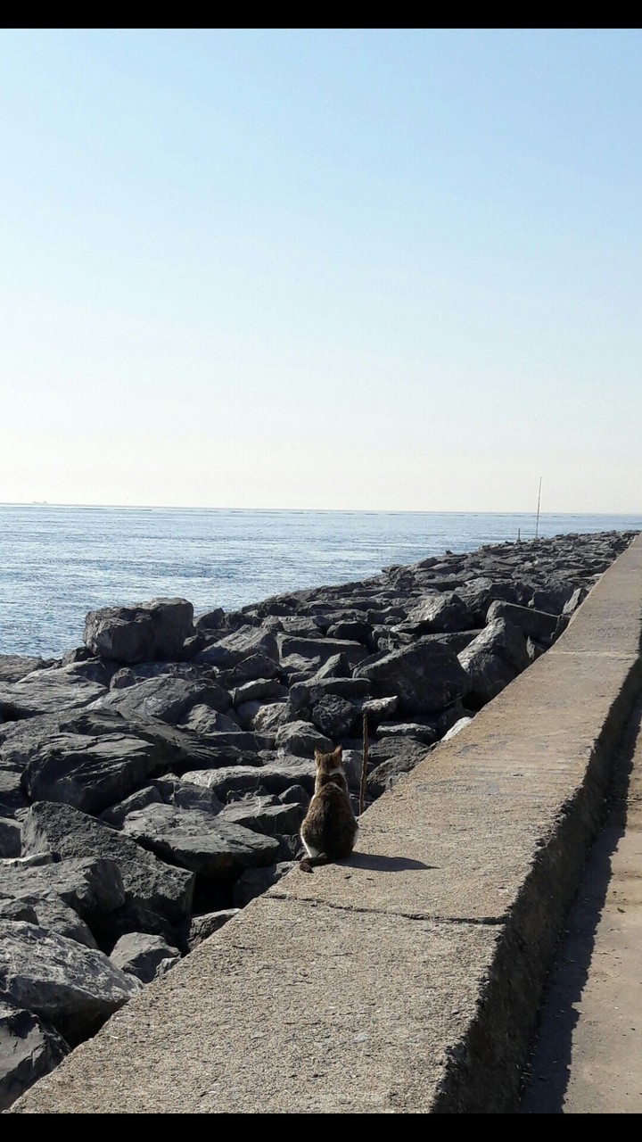 Lonely Cat