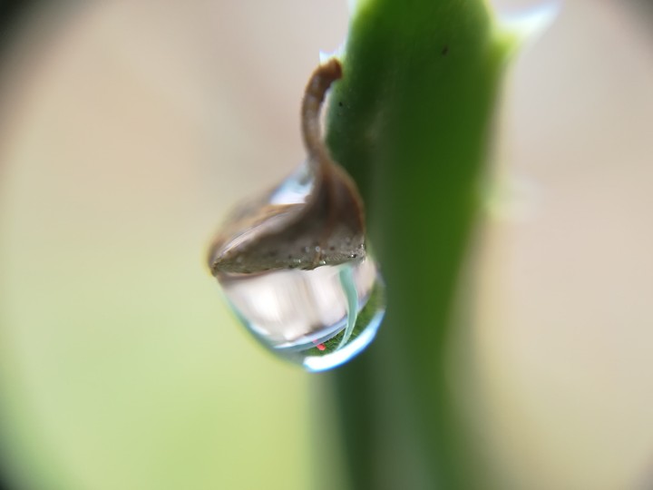 Little rain drop