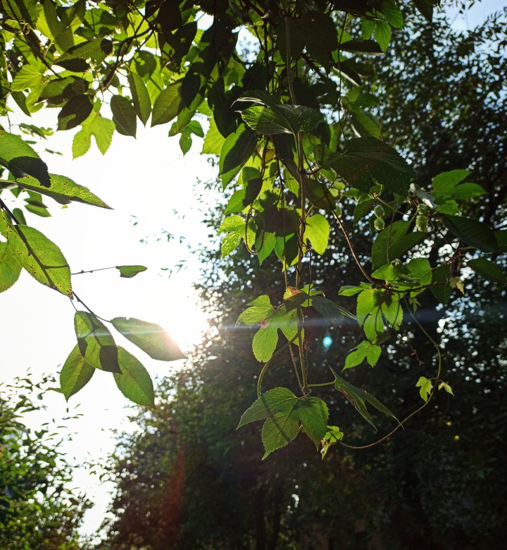 leaves