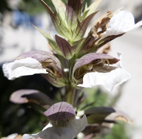 plant, herb wallpapers
