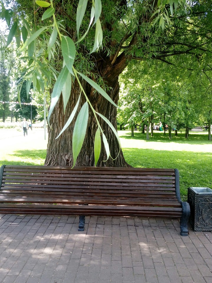 ива