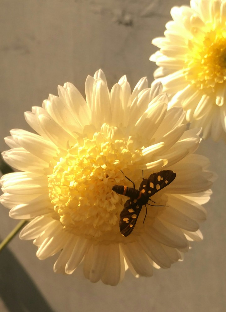 the picture is taken in my garden by Lenovo Vibe X3