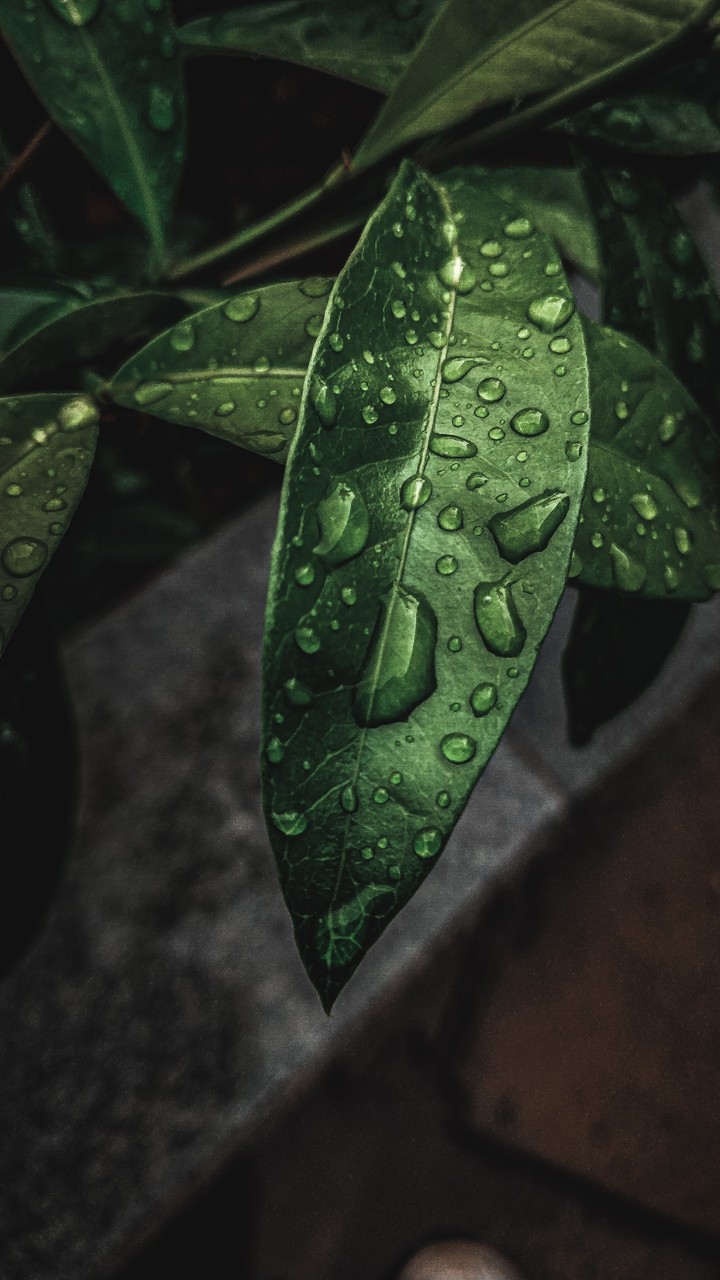 Nature