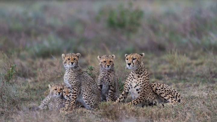 Cheetahs