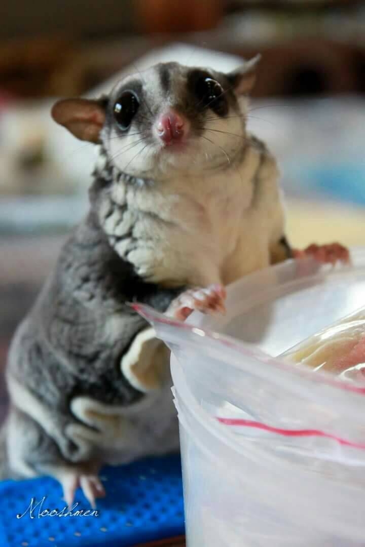 sugar glider 蜜袋鼯