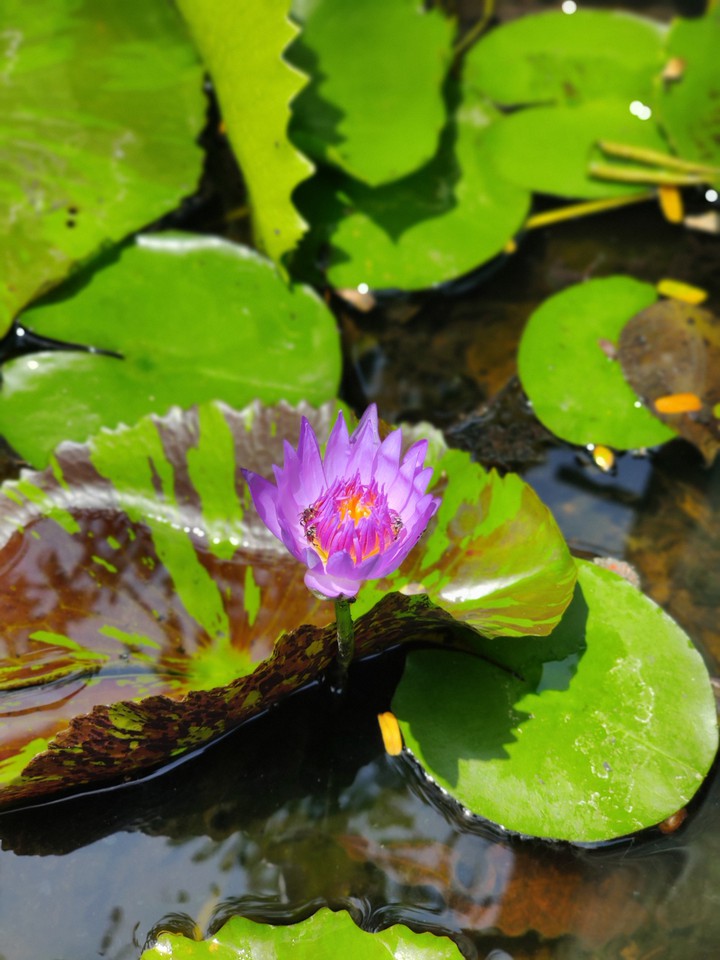 beautiful flower
