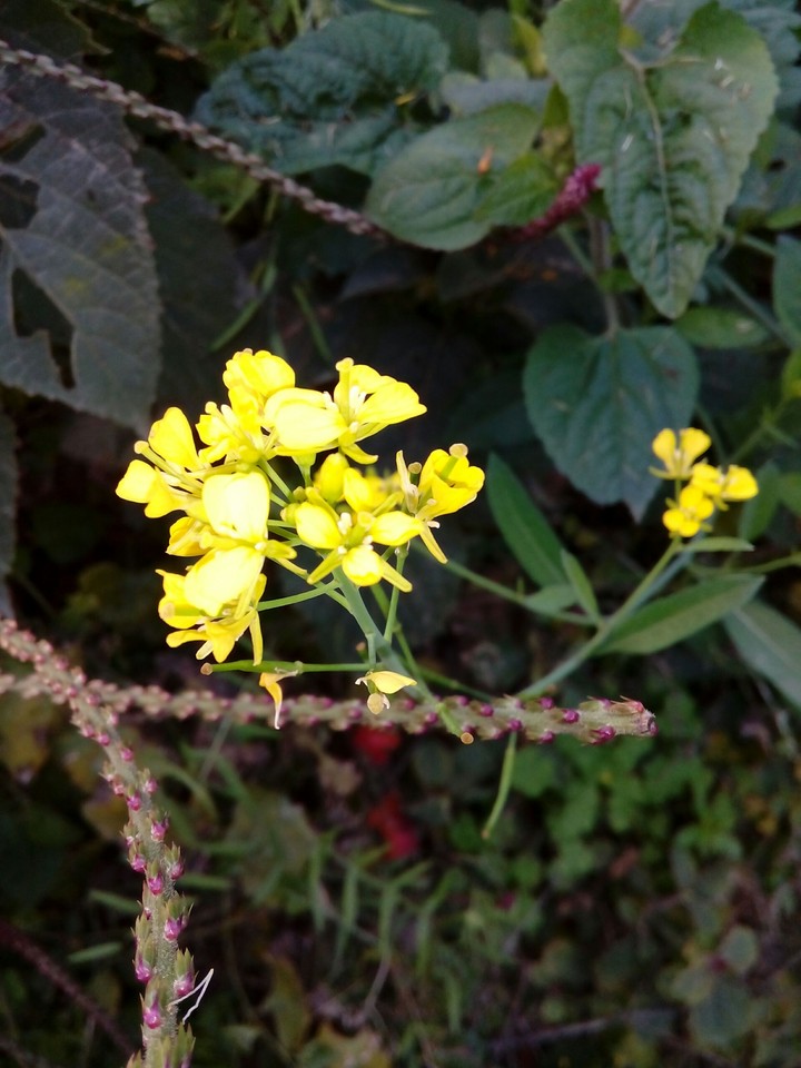 beautiful mustard flower