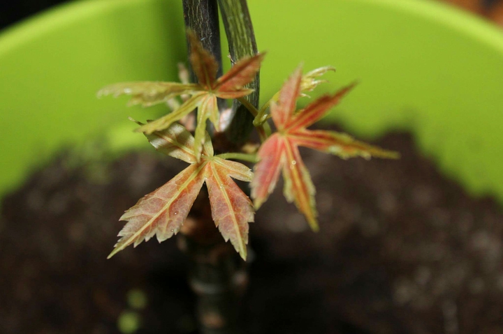 Japanese maple