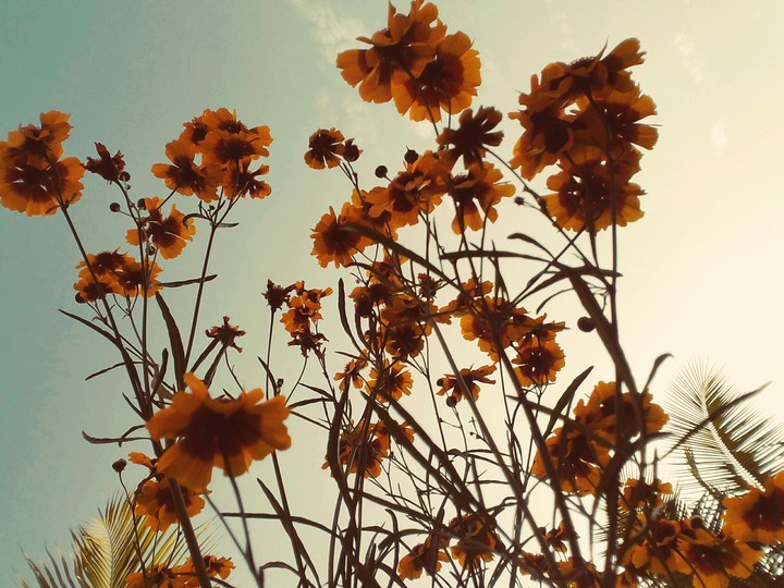 Sunflowers