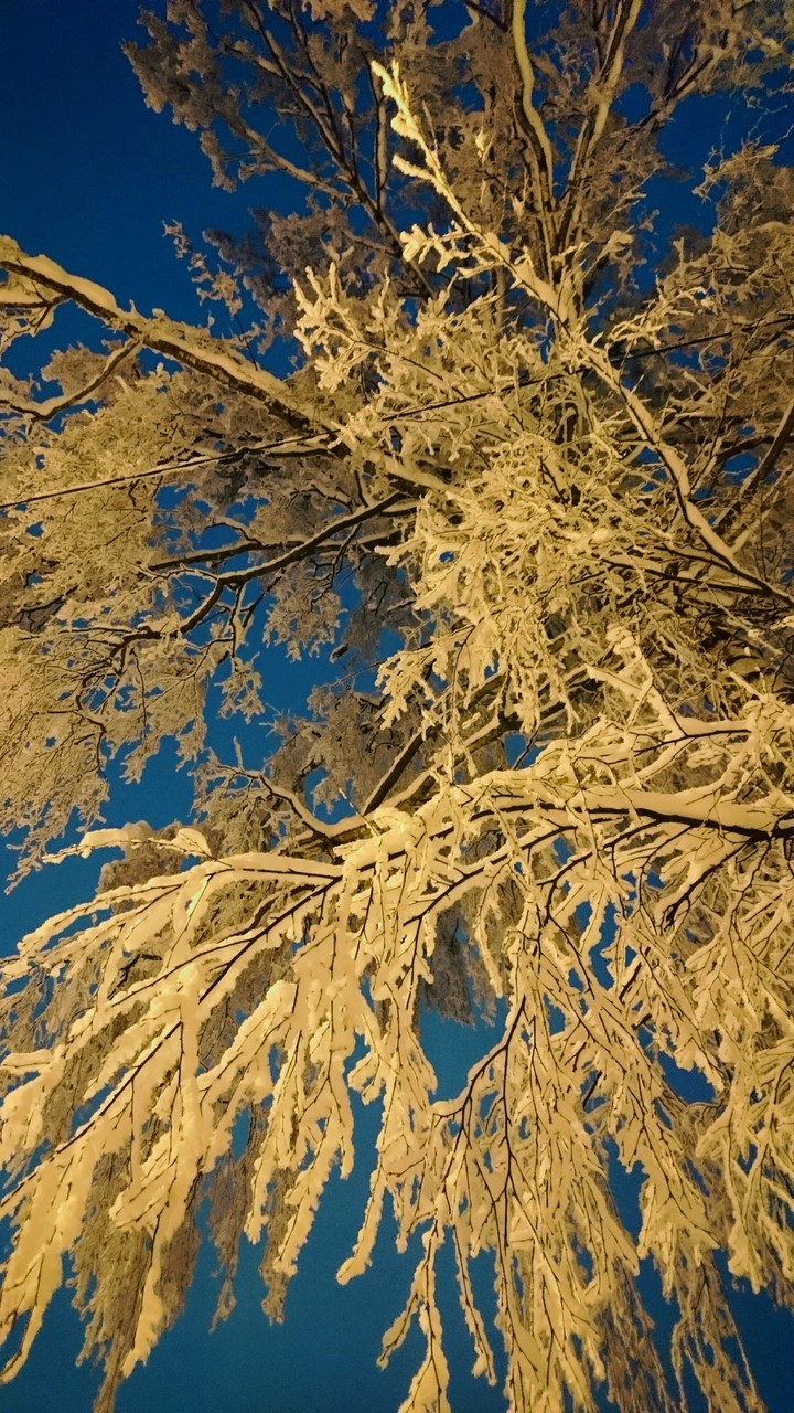 winter fairytale