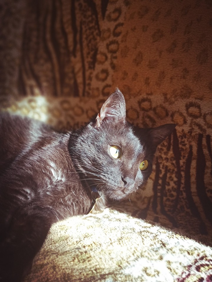cat on the sun