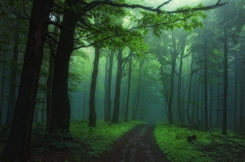 forest