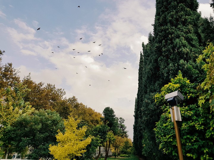 Eram Garden, Shiraz,IRAN