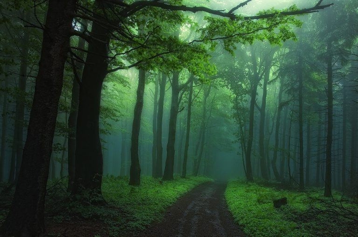 forest