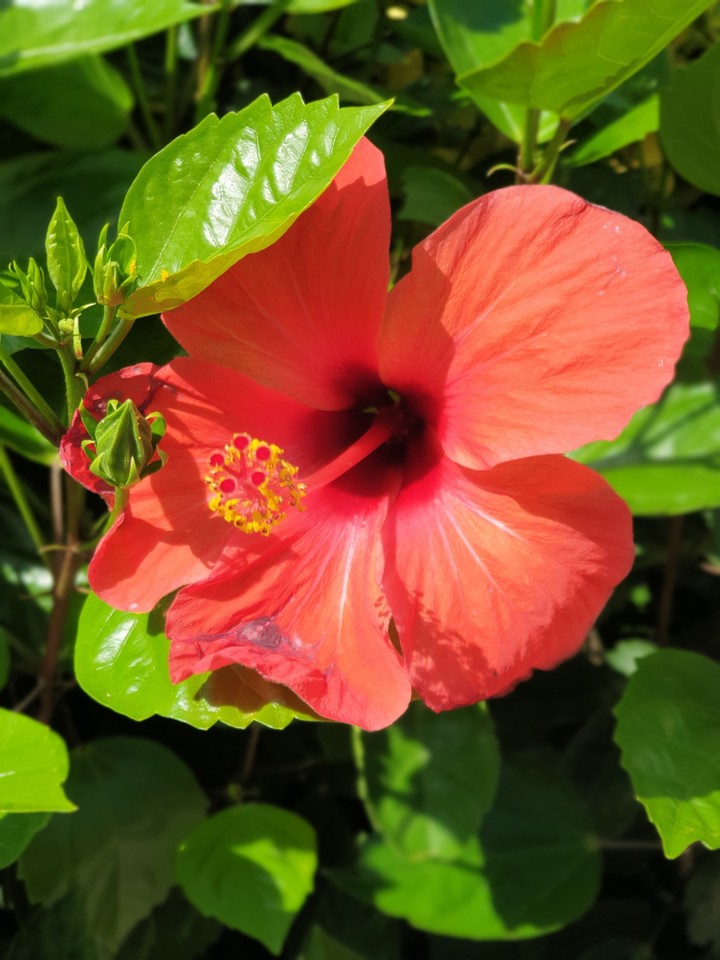 flower