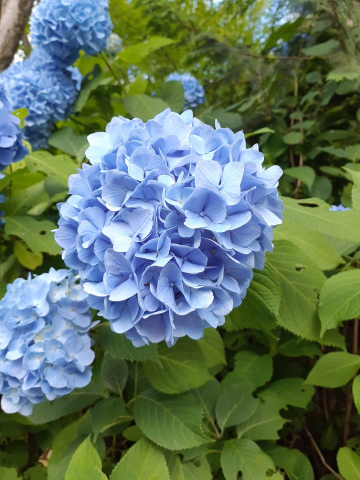 blue