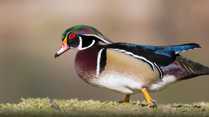 red duck